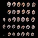 Marocco: la scoperta del gioiello più antico del mondo