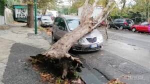 Napoli, albero si abbatte su auto in sosta nel quartiere Posillipo