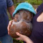 Patata da record in Nuova Zelanda, pesa quasi 8 kg