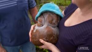 Patata da record in Nuova Zelanda, pesa quasi 8 kg
