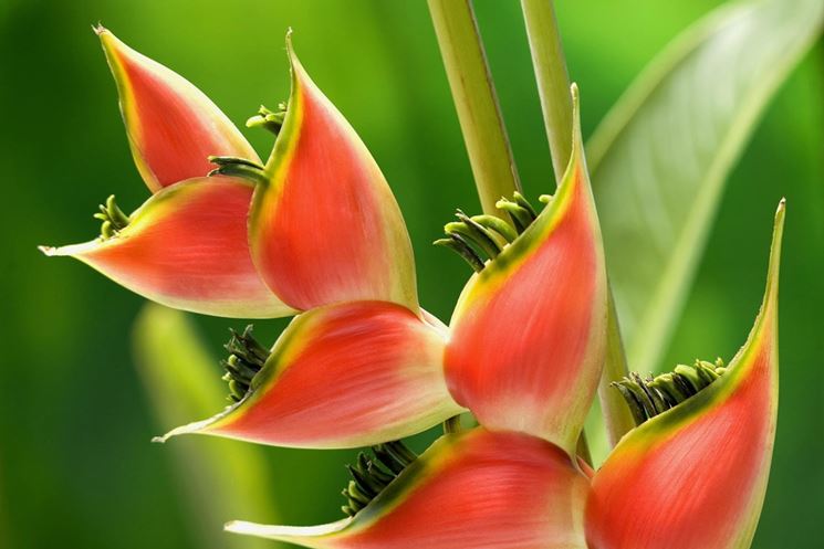 Heliconia, un fiore strepitoso