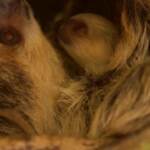 Londra, cucciolo di bradipo nasce allo Zoo: il piu’ piccolo (e lento) animale della famiglia