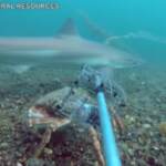 Londra: migliora l’ecosistema del Tamigi ma il fiume è minacciato dai cambiamenti climatici