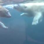 Due orse polari giocano nello zoo dell’Oregon: sono due ‘sorellastre’ che si incontrano per la prima volta