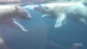 orsi polari allo zoo