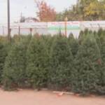 Problemi per gli alberi di Natale negli Usa: il clima dimezza i raccolti
