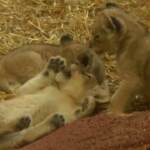 Germania, tre cuccioli di leone nati allo zoo di Gelsenkirchen