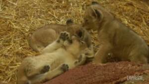 Germania, tre cuccioli di leone nati allo zoo di Gelsenkirchen