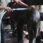 Cucciolo di elefante salvato dalla trappola di un bracconiere