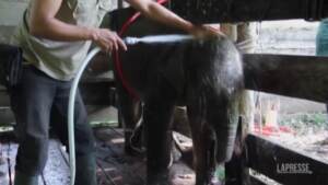Cucciolo di elefante salvato dalla trappola di un bracconiere