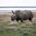 Ambiente, Wwf: Pianeta rischia di andare in rosso. Siamo in sesta estinzione di massa