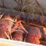 Hong Kong, sequestrati centinaia di chili di aragoste e cetrioli di mare di contrabbando