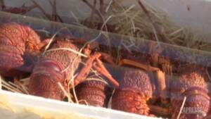 Hong Kong, sequestrati centinaia di chili di aragoste e cetrioli di mare di contrabbando