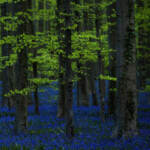 Legambiente: In Italia ci sono 11 milioni di ettari di foreste