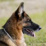 Animali, in Francia vietato vendere cani e gatti. Enpa: “L’Italia un passo indietro”