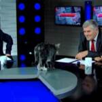 Georgia: gatto irrompe durante la diretta di un programma tv, conduttori scoppiano a ridere