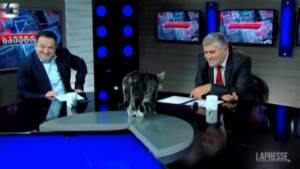 Georgia: gatto irrompe durante la diretta di un programma tv, conduttori scoppiano a ridere