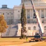 Usa, a Capitol Hill arriva l’albero di Natale