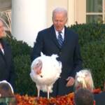 Usa, Biden ‘grazia’ due tacchini in vista del Ringraziamento