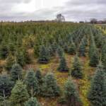 In Italia ci sono 24 alberi ogni 100 persone