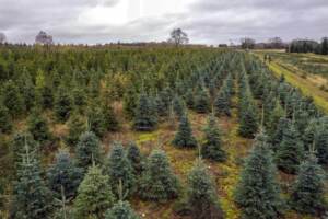 Anticipata rispetto agli anni scorsi la vendita di alberi di Natale nel mondo
