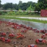 La migrazione dei granchi verso l’Isola di Natale: un manto rosso per le strade