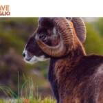 L’allarme dei biologi: fermate l’eradicazione del muflone al Giglio. Il sindaco: “E’ progetto europeo”