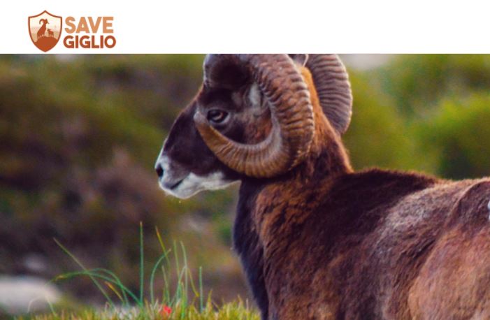 L’allarme dei biologi: fermate l’eradicazione del muflone al Giglio. Il sindaco: “E’ progetto europeo” L’allarme dei biologi: fermate l’eradicazione del muflone al Giglio. Il sindaco: “E’ progetto europeo”