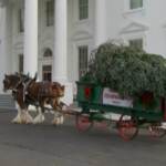 Casa Bianca: arriva l’albero di Natale e lo accoglie Jill Biden