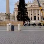 Vaticano, arrivato l’albero di Natale: il timelapse del posizionamento in piazza San Pietro