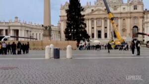 Vaticano, arrivato l’albero di Natale: il timelapse del posizionamento in piazza San Pietro