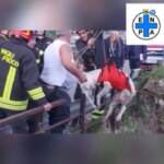 Palermo, salvato cane bloccato da giorni in un torrente