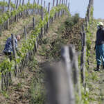 Clima, Legambiente: “Per transizione serve modello agricolo innovativo”
