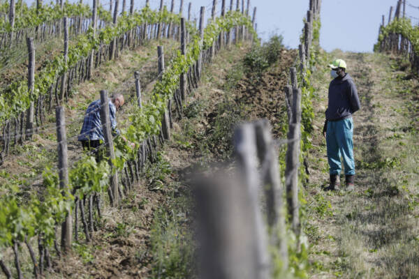 Migranti, in Toscana progetto per la tutela della salute, formazione e inserimento lavorativo in agricoltura