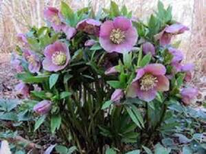 Elleboro rosa