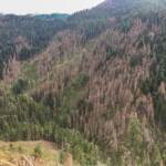 Le foreste del Nord Italia minacciate dal coleottero bostrico