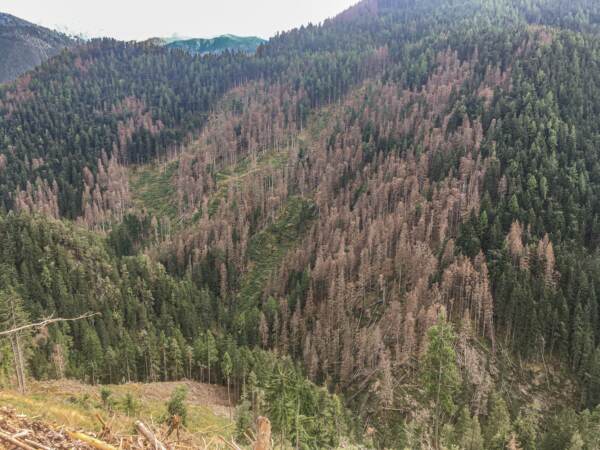 Le foreste del Nord Italia minacciate dal coleottero bostrico