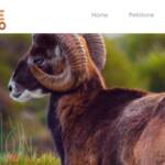 Salvati i mufloni a rischio abbattimento al Giglio, Brambilla: “Felice del risultato”