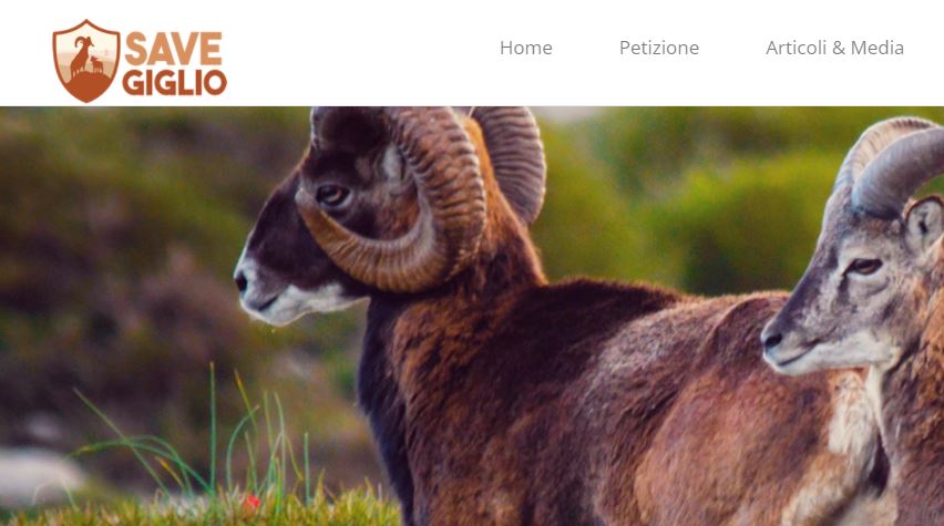 Salvati i mufloni a rischio abbattimento al Giglio, Brambilla: “Felice del risultato” Salvati i mufloni a rischio abbattimento al Giglio, Brambilla: “Felice del risultato”