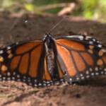 In Messico si aspetta il ritorno delle farfalle monarca