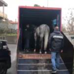 Corse clandestine, 27 denunce in un anno a Catania. Enpa: “Grande lavoro delle forze dell’ordine”