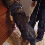 Ragusa, smantellata rete di spaccio: 17 misure cautelari. Tra loro anche furbetti del rdc