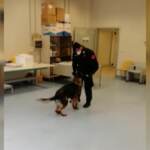 Max e Berla, i cani anti-Covid dei Carabinieri al lavoro per riconoscere il virus