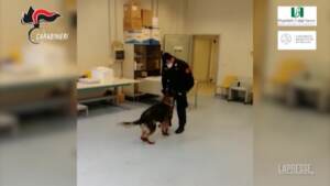Max e Berla, i cani anti-Covid dei Carabinieri al lavoro per riconoscere il virus
