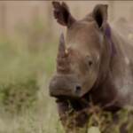 Africa, trenta rinoceronti trasferiti dal Sudafrica al Ruanda