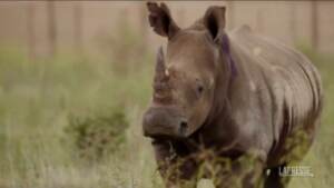 Africa, trenta rinoceronti trasferiti dal Sudafrica al Ruanda