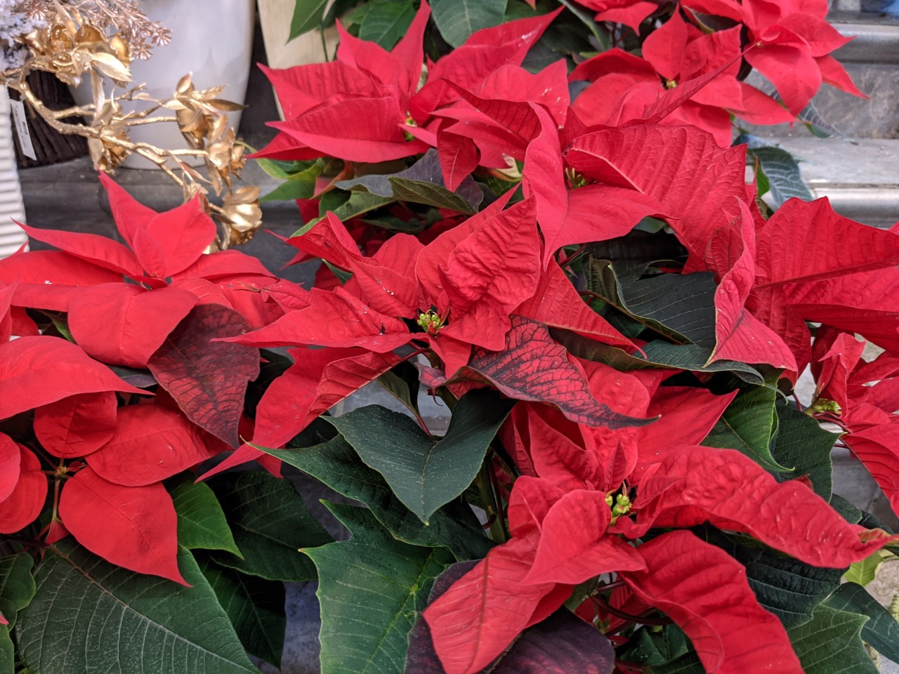Le stelle rosse del Natale