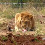 Russia, cuccioli di leone e leopardo trasferiti in una riserva in Tanzania