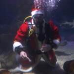 Berlino, Babbo Natale nuota nell’acquario tra squali e razze
