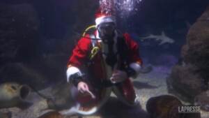 Berlino, Babbo Natale nuota nell’acquario tra squali e razze